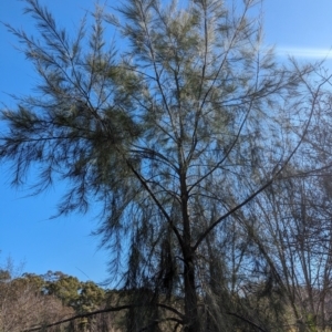 She-oak Insect Gall at Melba, ACT - 22 May 2024