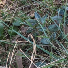 Vinca major at Melba, ACT - 22 May 2024