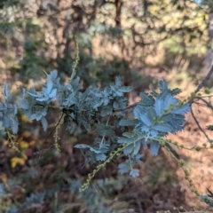 Acacia baileyana at Melba, ACT - 22 May 2024