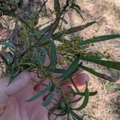 Acacia rubida (Red-stemmed Wattle, Red-leaved Wattle) at Melba, ACT - 22 May 2024 by rbannister