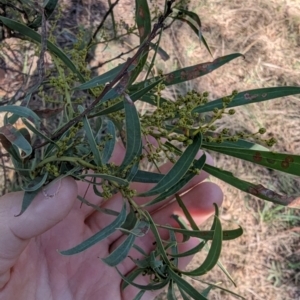 Acacia rubida at Melba, ACT - 22 May 2024 11:18 AM