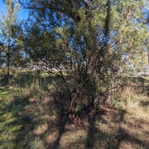 Acacia rubida at Melba, ACT - 22 May 2024 11:18 AM