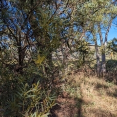 Acacia rubida at Melba, ACT - 22 May 2024 11:18 AM