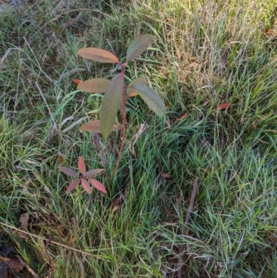 Prunus sp. (A Plum) at Melba, ACT - 22 May 2024 by rbannister