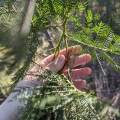 Acacia decurrens (Green Wattle) at Melba, ACT - 22 May 2024 by rbannister