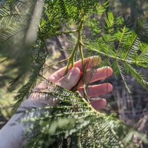 Acacia decurrens at Melba, ACT - 22 May 2024