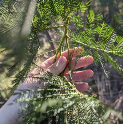 Acacia decurrens (Green Wattle) at Melba, ACT - 22 May 2024 by rbannister