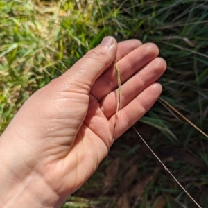 Microlaena stipoides at Melba, ACT - 22 May 2024