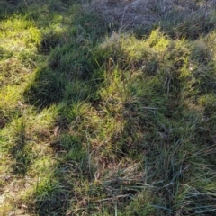 Microlaena stipoides at Melba, ACT - 22 May 2024