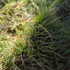 Microlaena stipoides at Melba, ACT - 22 May 2024