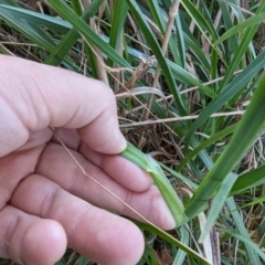 Dactylis glomerata (Cocksfoot) at Melba, ACT - 22 May 2024 by rbannister