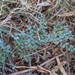 Ligustrum sinense at Melba, ACT - 22 May 2024