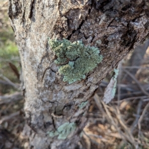 Parmeliaceae (family) at Melba, ACT - 22 May 2024