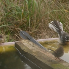 Malurus cyaneus (Superb Fairywren) at WendyM's farm at Freshwater Ck. - 14 Apr 2023 by WendyEM