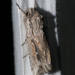 Persectania ewingii (Southern Armyworm) at WendyM's farm at Freshwater Ck. - 25 Apr 2023 by WendyEM