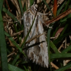 Persectania ewingii (Southern Armyworm) at WendyM's farm at Freshwater Ck. - 25 Apr 2023 by WendyEM