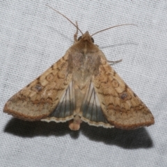 Helicoverpa armigera (Cotton bollworm, Corn earworm) at WendyM's farm at Freshwater Ck. - 25 Apr 2023 by WendyEM