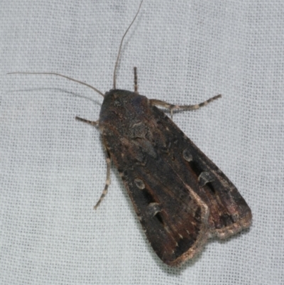 Agrotis infusa (Bogong Moth, Common Cutworm) at WendyM's farm at Freshwater Ck. - 25 Apr 2023 by WendyEM