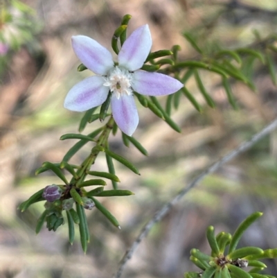 Philotheca salsolifolia subsp. salsolifolia (Philotheca) at Nadgigomar Nature Reserve - 22 May 2024 by JaneR