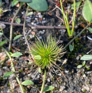 Centrolepis strigosa at Nadgigomar Nature Reserve - 22 May 2024