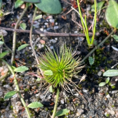 Centrolepis strigosa (Hairy Centrolepis) at Lower Borough, NSW - 22 May 2024 by JaneR