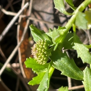 Centipeda elatinoides at Nadgigomar Nature Reserve - 22 May 2024