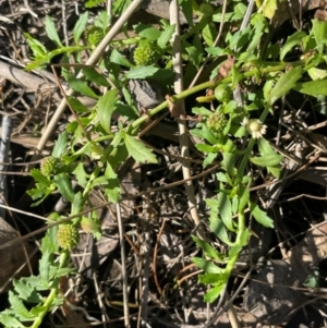 Centipeda elatinoides at Nadgigomar Nature Reserve - 22 May 2024