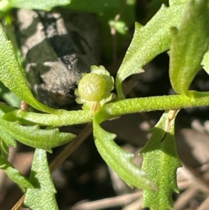 Centipeda elatinoides at Nadgigomar Nature Reserve - 22 May 2024