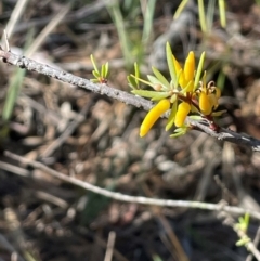 Persoonia linearis (Narrow-leaved Geebung) at Nadgigomar Nature Reserve - 22 May 2024 by JaneR