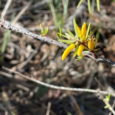 Persoonia linearis (Narrow-leaved Geebung) at Nadgigomar Nature Reserve - 22 May 2024 by JaneR