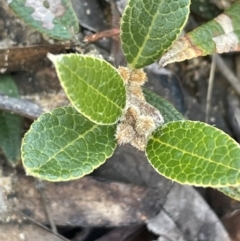 Mirbelia platylobioides (Large-flowered Mirbelia) at Nadgigomar Nature Reserve - 22 May 2024 by JaneR