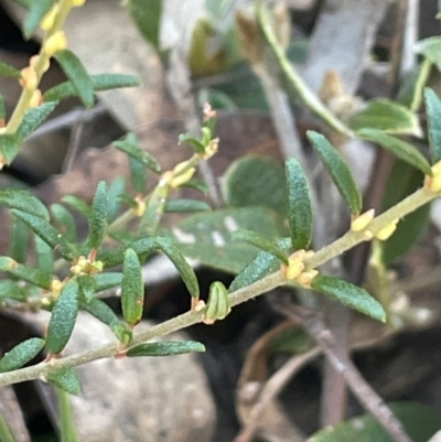 Aotus ericoides (Common Aotus) at Nadgigomar Nature Reserve - 22 May 2024 by JaneR