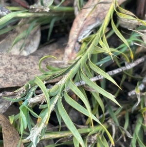 Lomandra obliqua at Nadgigomar Nature Reserve - 22 May 2024 12:03 PM