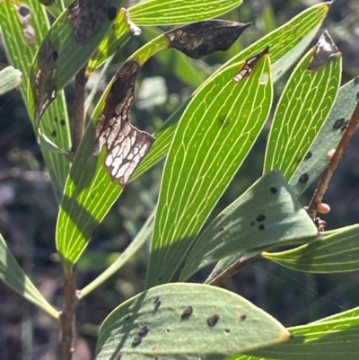 Hakea dactyloides (Finger Hakea) at Nadgigomar Nature Reserve - 22 May 2024 by JaneR