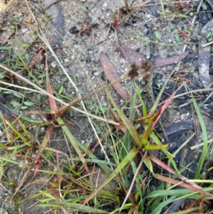 Luzula flaccida at Nadgigomar Nature Reserve - 22 May 2024