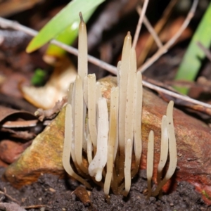 Clavaria redoleoalii at ANBG - 22 May 2024 12:17 PM