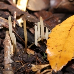 Clavaria redoleoalii at ANBG - 22 May 2024 12:17 PM