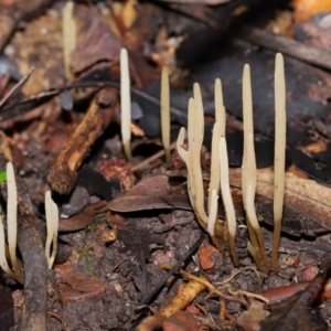 Clavaria redoleoalii at ANBG - 22 May 2024 12:17 PM