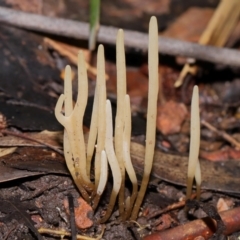 Clavaria redoleoalii at ANBG - 22 May 2024 12:17 PM