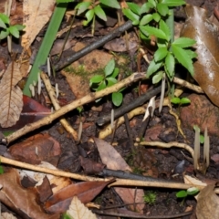 Clavaria redoleoalii at ANBG - 22 May 2024 12:17 PM