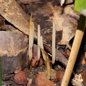 Clavaria redoleoalii at ANBG - 22 May 2024 12:21 PM