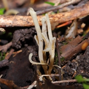 Clavaria redoleoalii at ANBG - 22 May 2024 12:21 PM