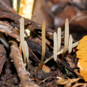 Clavaria redoleoalii at ANBG - 22 May 2024 12:21 PM