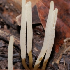 Clavaria redoleoalii at ANBG - 22 May 2024 12:21 PM