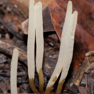 Clavaria redoleoalii at ANBG - 22 May 2024 12:21 PM