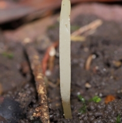 Clavaria redoleoalii at ANBG - 22 May 2024 12:21 PM