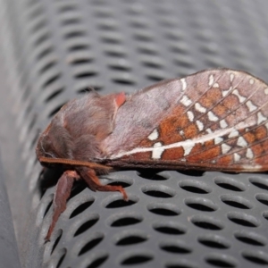 Oxycanus australis at Lawson, ACT - 21 May 2024 03:54 PM