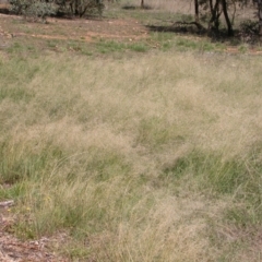 Eragrostis curvula at Mount Majura - 18 Feb 2010