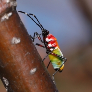 Dindymus versicolor at National Arboretum Forests - 21 May 2024 02:03 PM