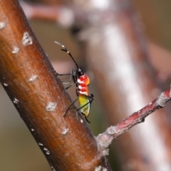 Dindymus versicolor at National Arboretum Forests - 21 May 2024 02:03 PM